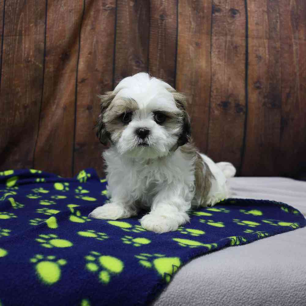 Male Shih Tzu Puppy for Sale in Millersburg, IN