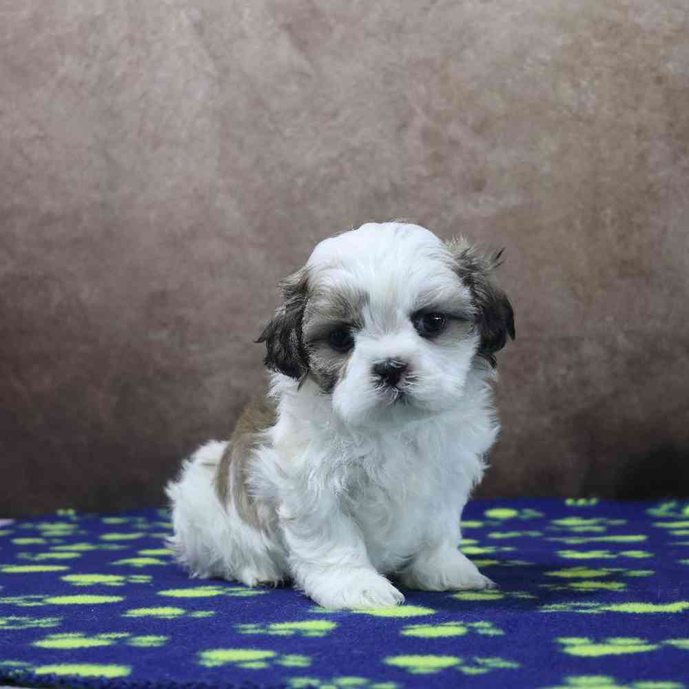 carousel pet images