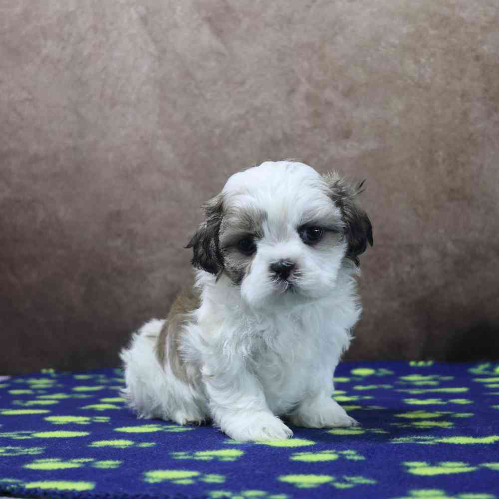 Male Shih Tzu Puppy for Sale in Millersburg, IN