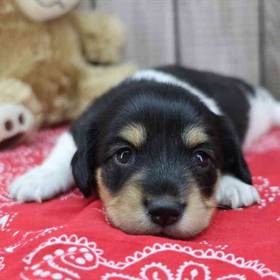 Dachshund