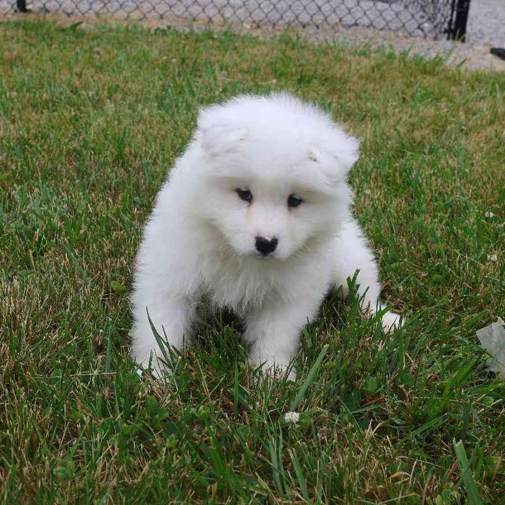 Male Samoyed Puppy for Sale in Millersburg, IN