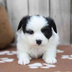 Papillon