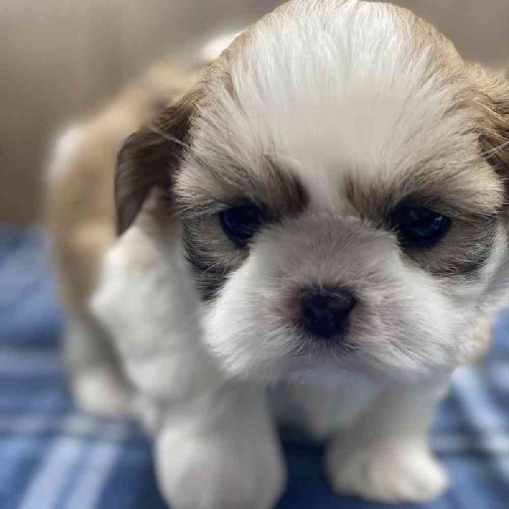 carousel pet images