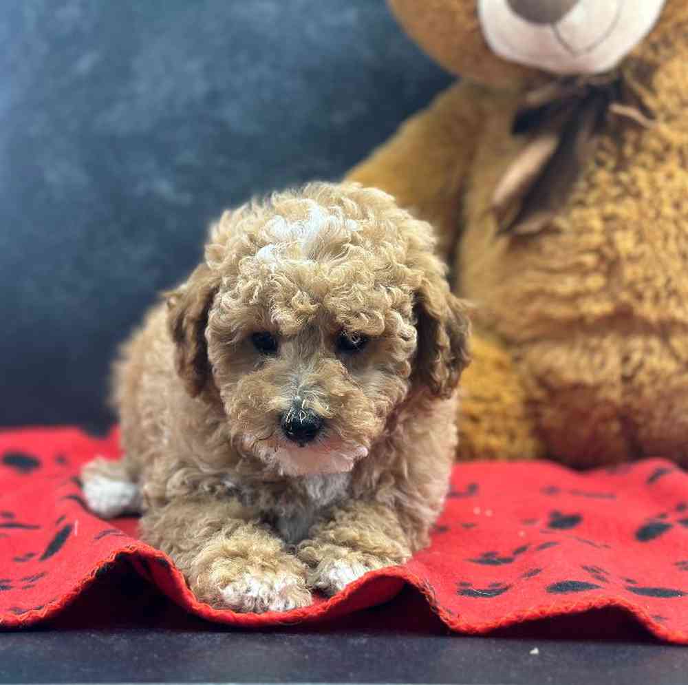 Female Mini Poodle Puppy for Sale in Millersburg, IN