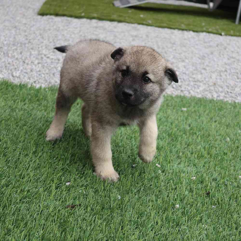 Male Norwegian Elkhound Puppy for Sale in Millersburg, IN