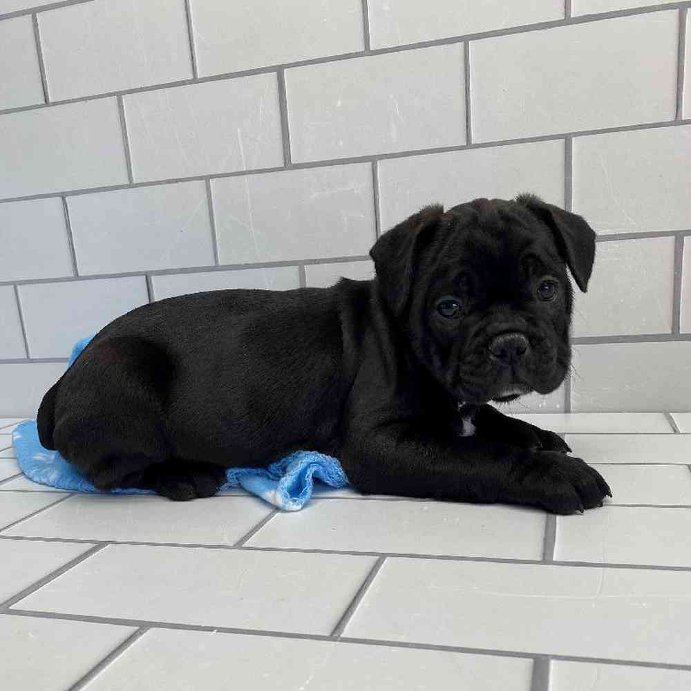 Male 3/4 Frenchie 1/4 Bull Mastiff Puppy for Sale in Millersburg, IN