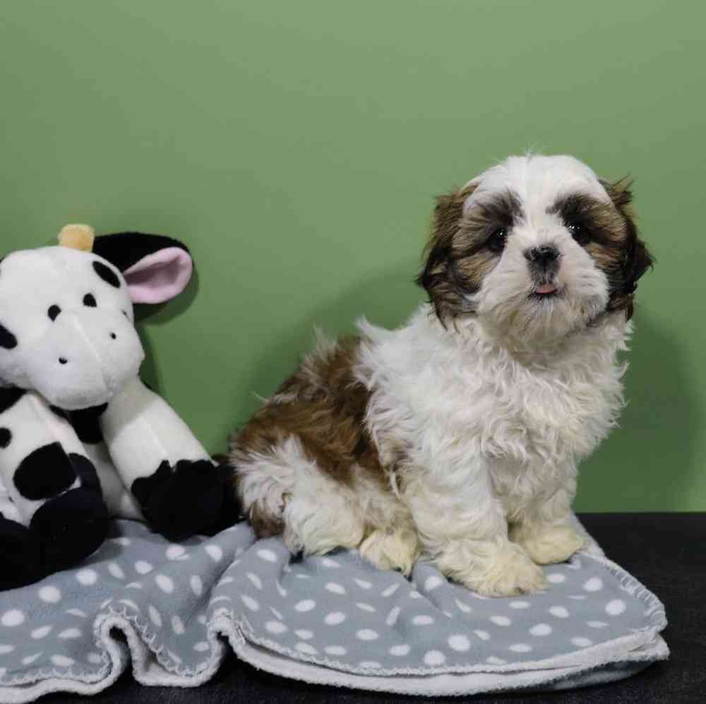 Male Shih Tzu Puppy for Sale in Millersburg, IN