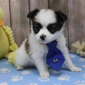 Papillon