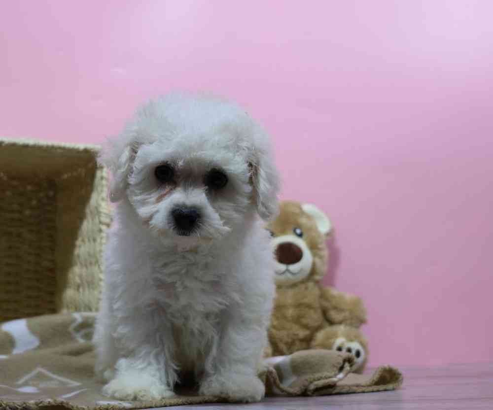carousel pet images