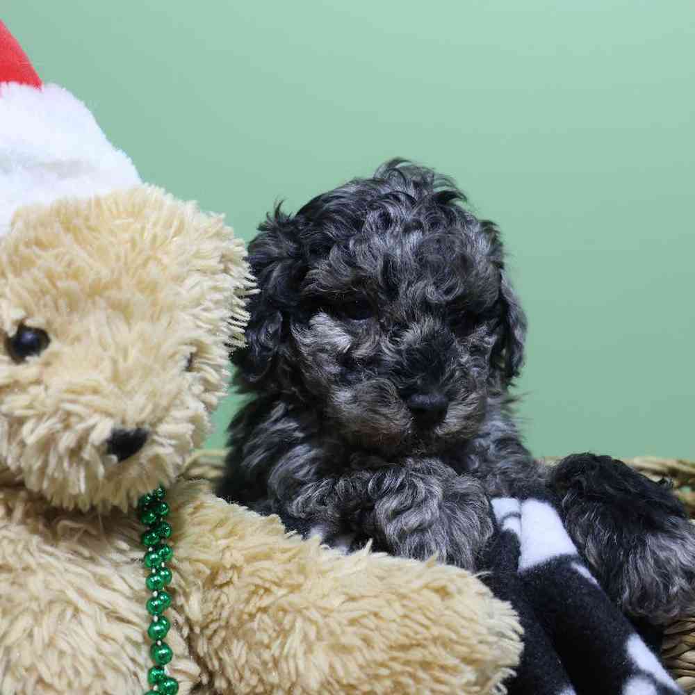 carousel pet images