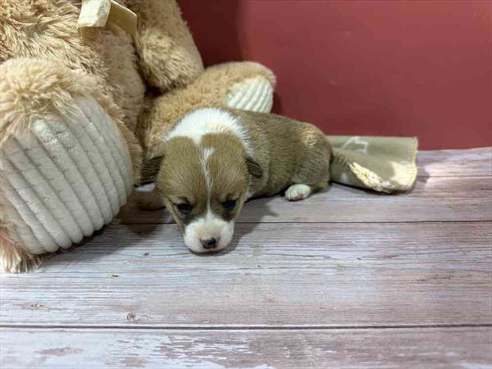 carousel pet images