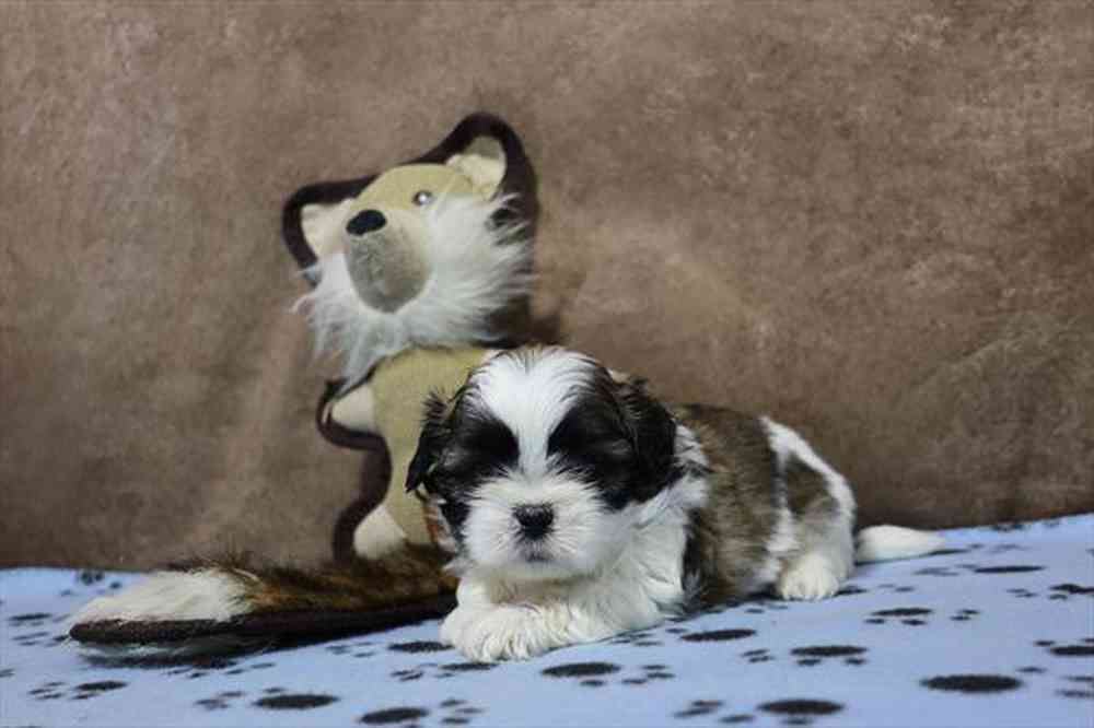 carousel pet images