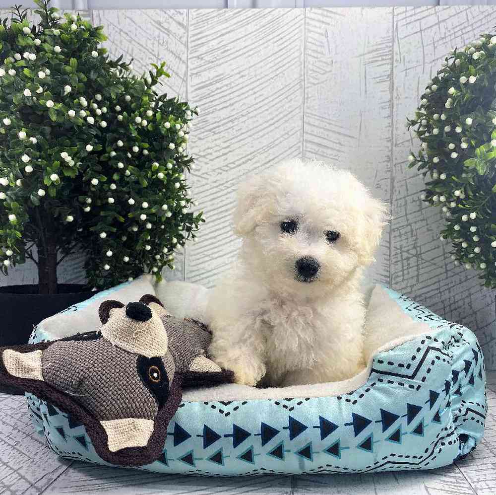 carousel pet images