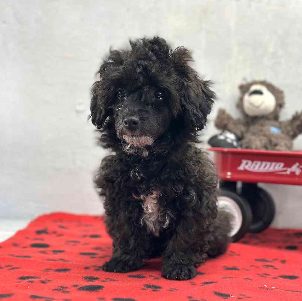 Male Mini Poodle Puppy for Sale in Millersburg, IN