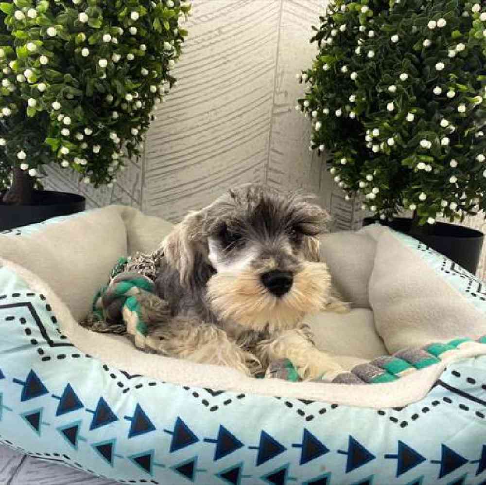 carousel pet images