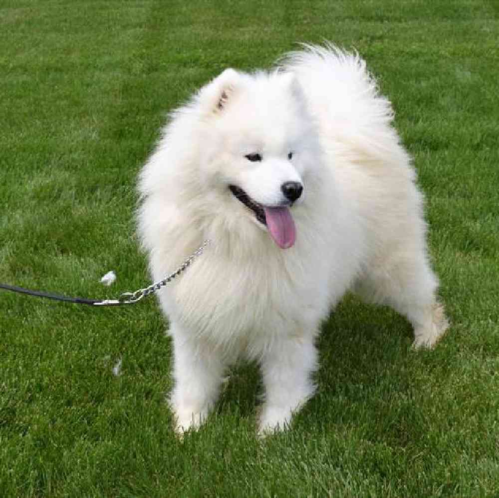 Male Samoyed Puppy for Sale in Millersburg, IN
