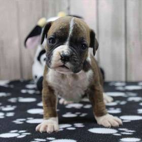 Boxer