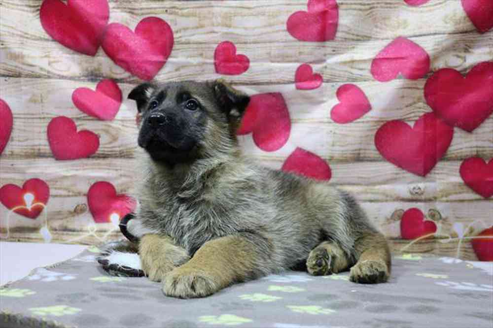 carousel pet images