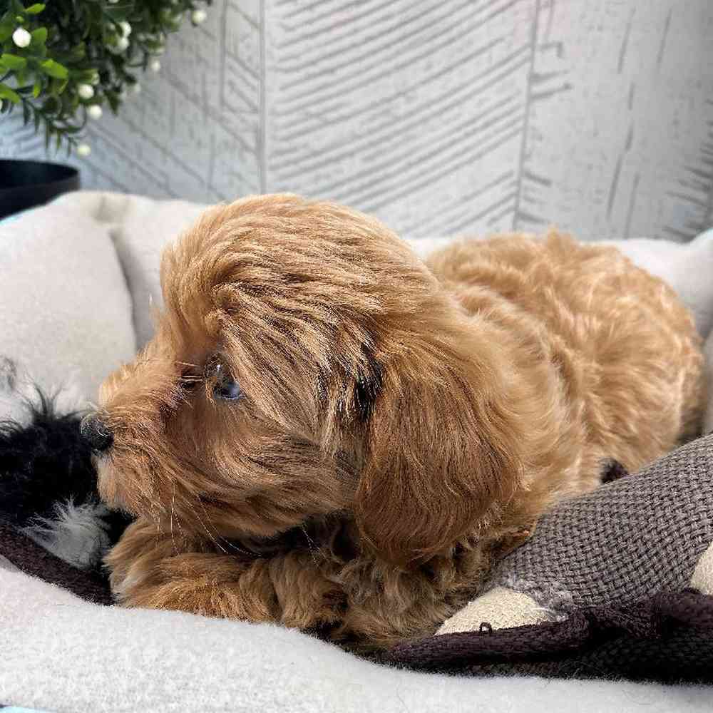 carousel pet images