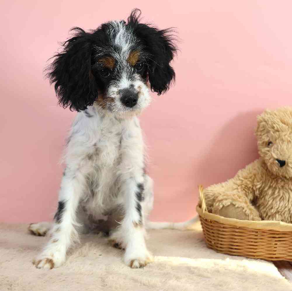 carousel pet images
