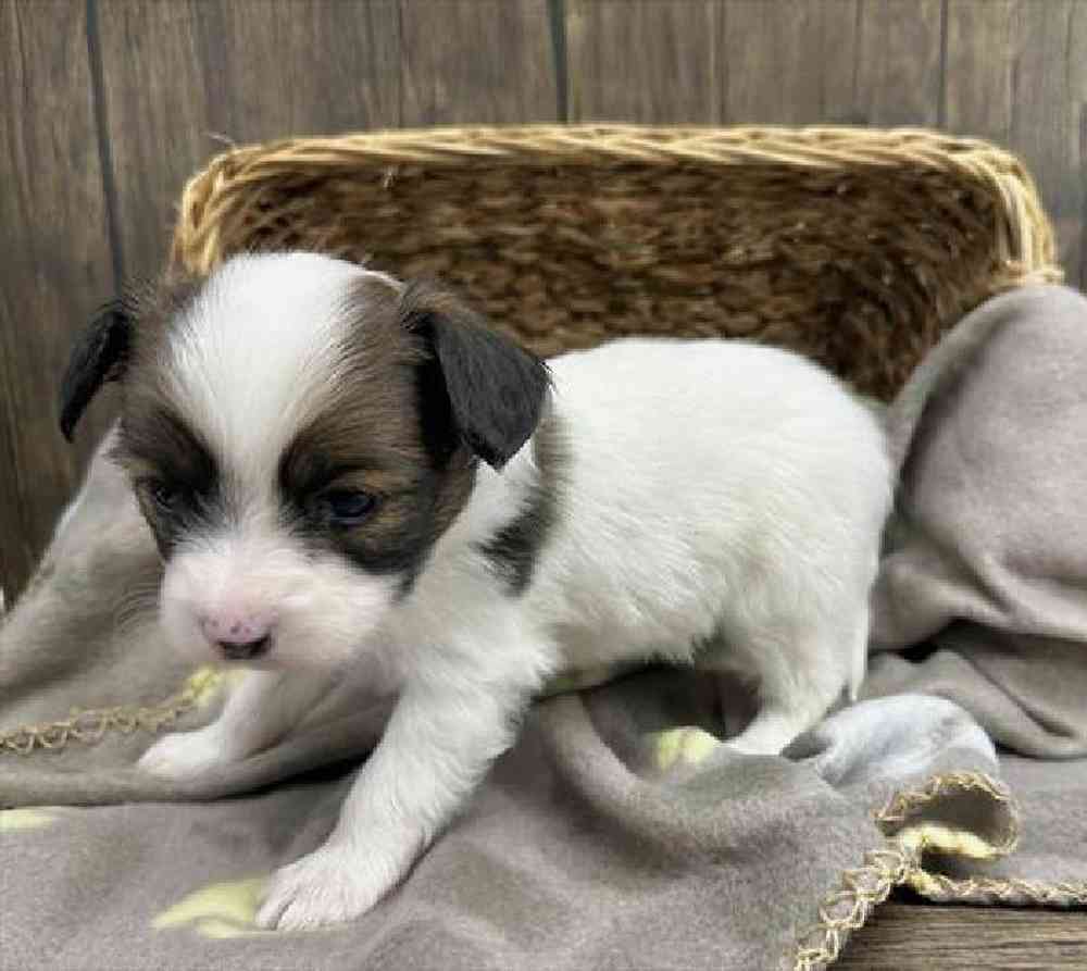 carousel pet images