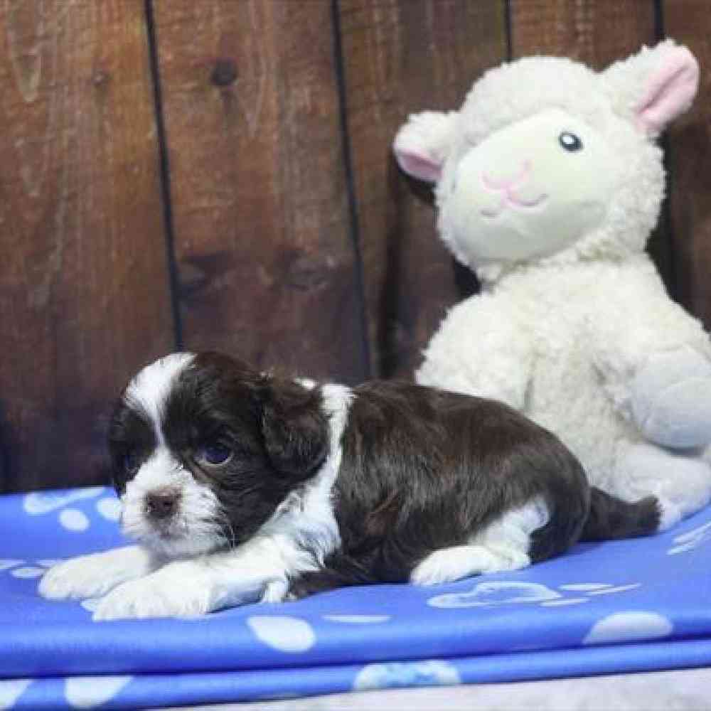 carousel pet images