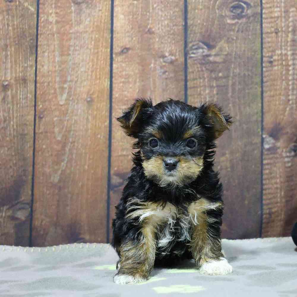 Male Yorkie Puppy for Sale in Millersburg, IN