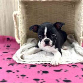 Boston Terrier