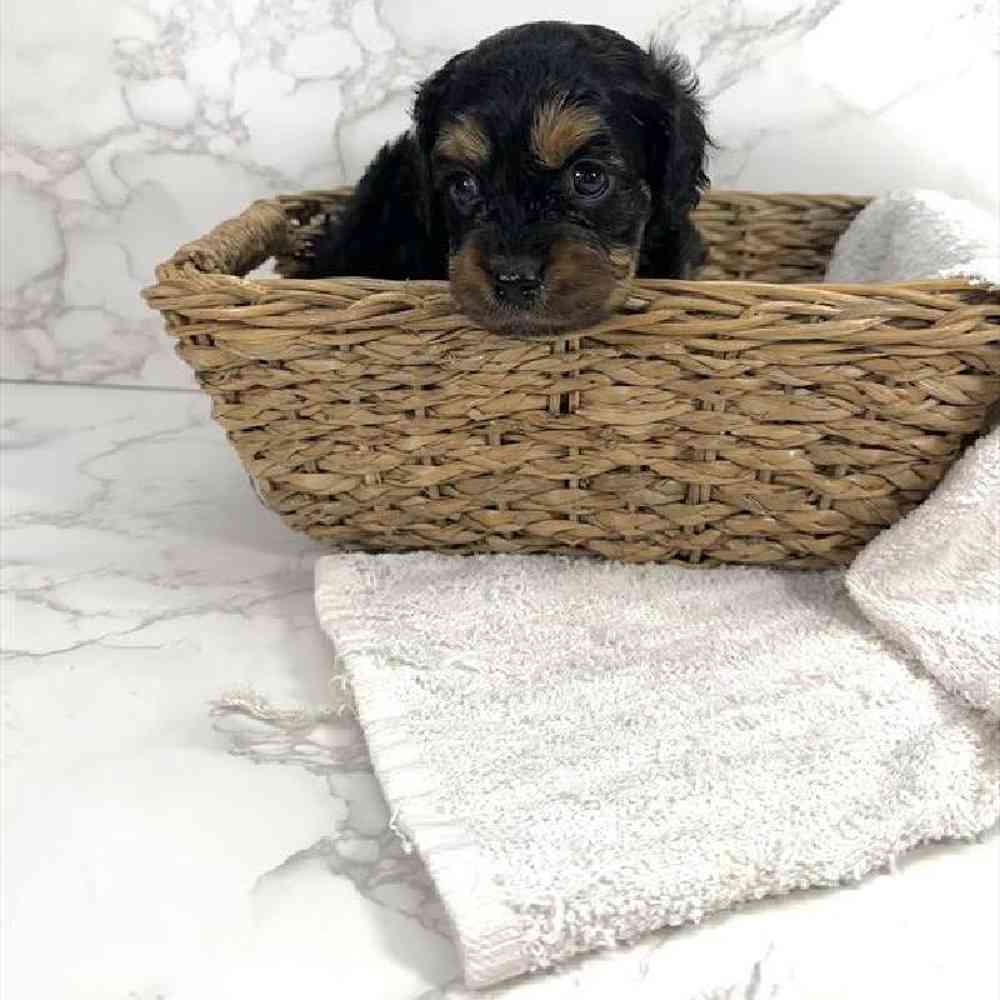 carousel pet images