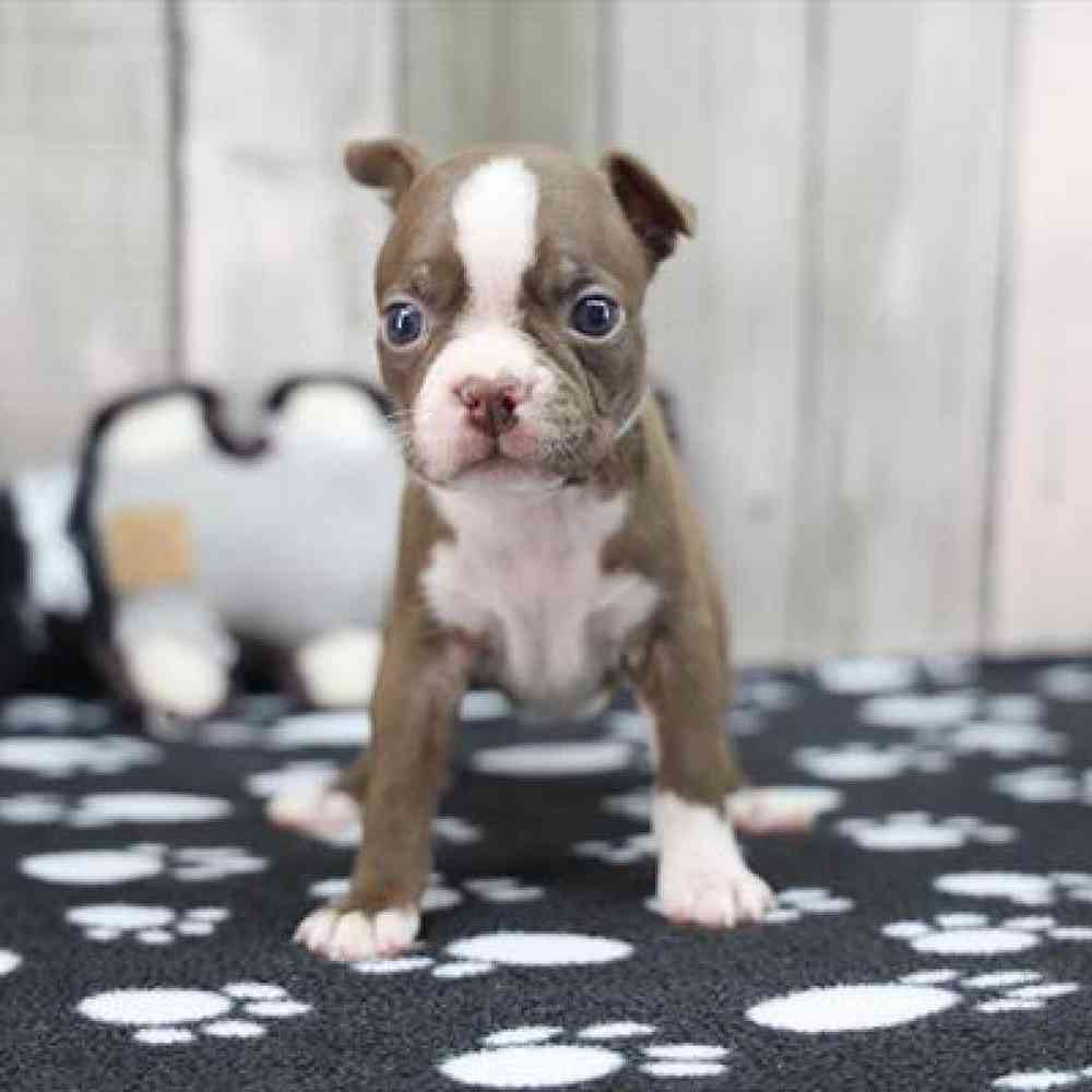 Image of a pet breed in the gallery