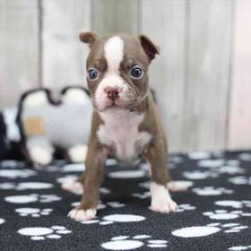 Boston Terrier