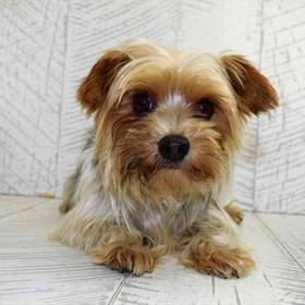 Shorkie