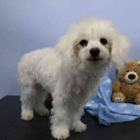 Bichon