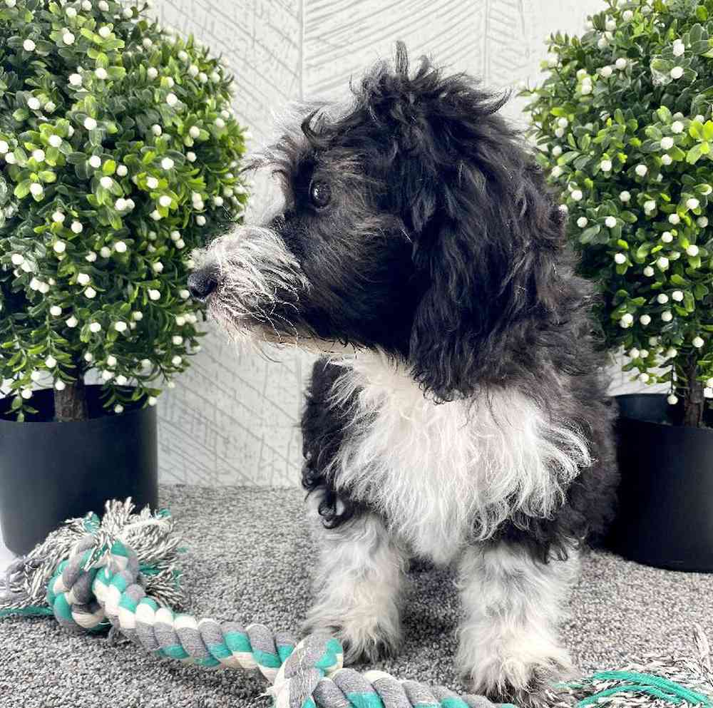 carousel pet images
