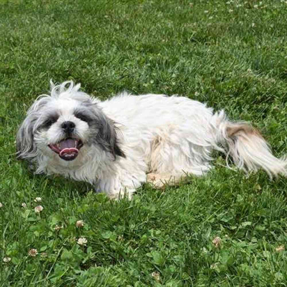 carousel pet images