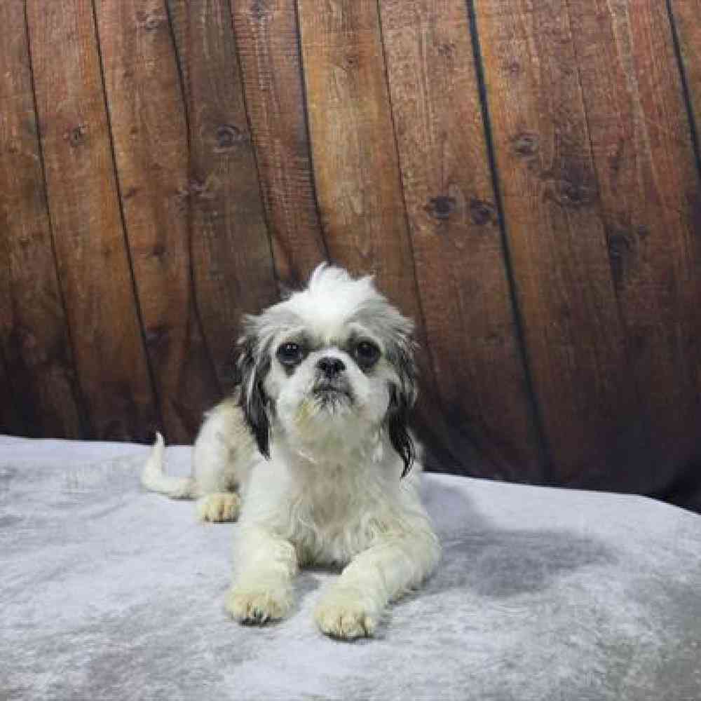 carousel pet images