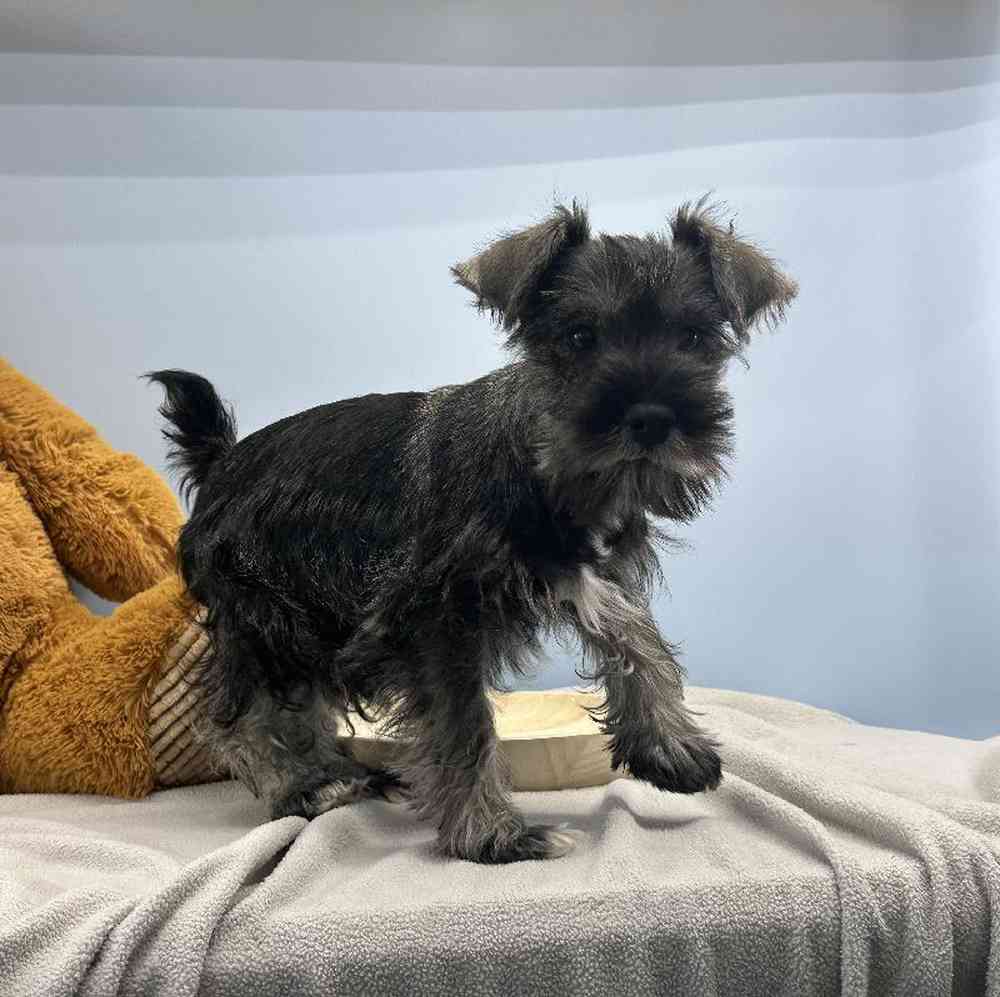 Male Mini Schnauzer Puppy for Sale in Millersburg, IN