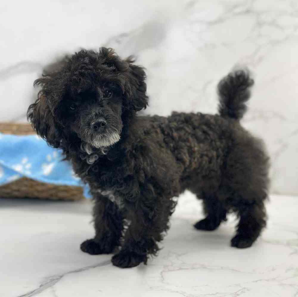 Male Mini Poodle Puppy for Sale in Millersburg, IN