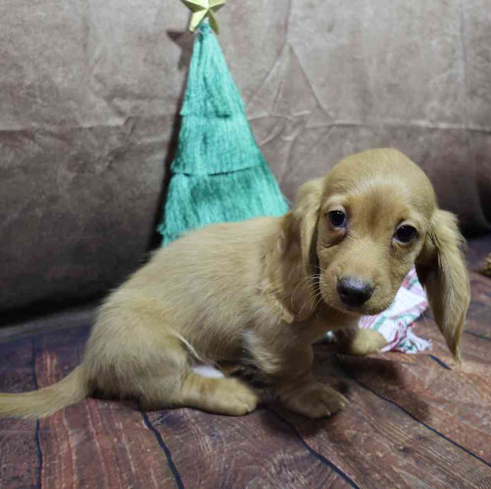 Male Dachshund Puppy for Sale in Millersburg, IN