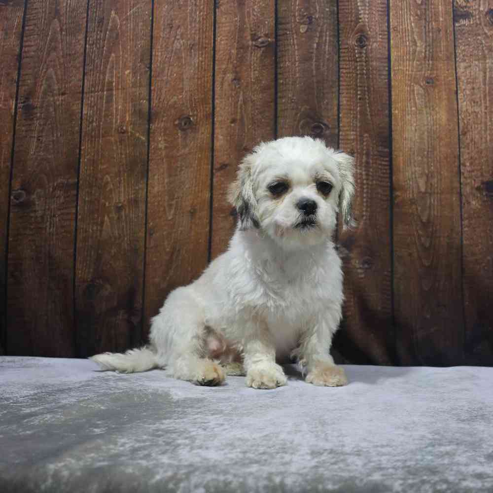 Male Shih Tzu Puppy for Sale in Millersburg, IN