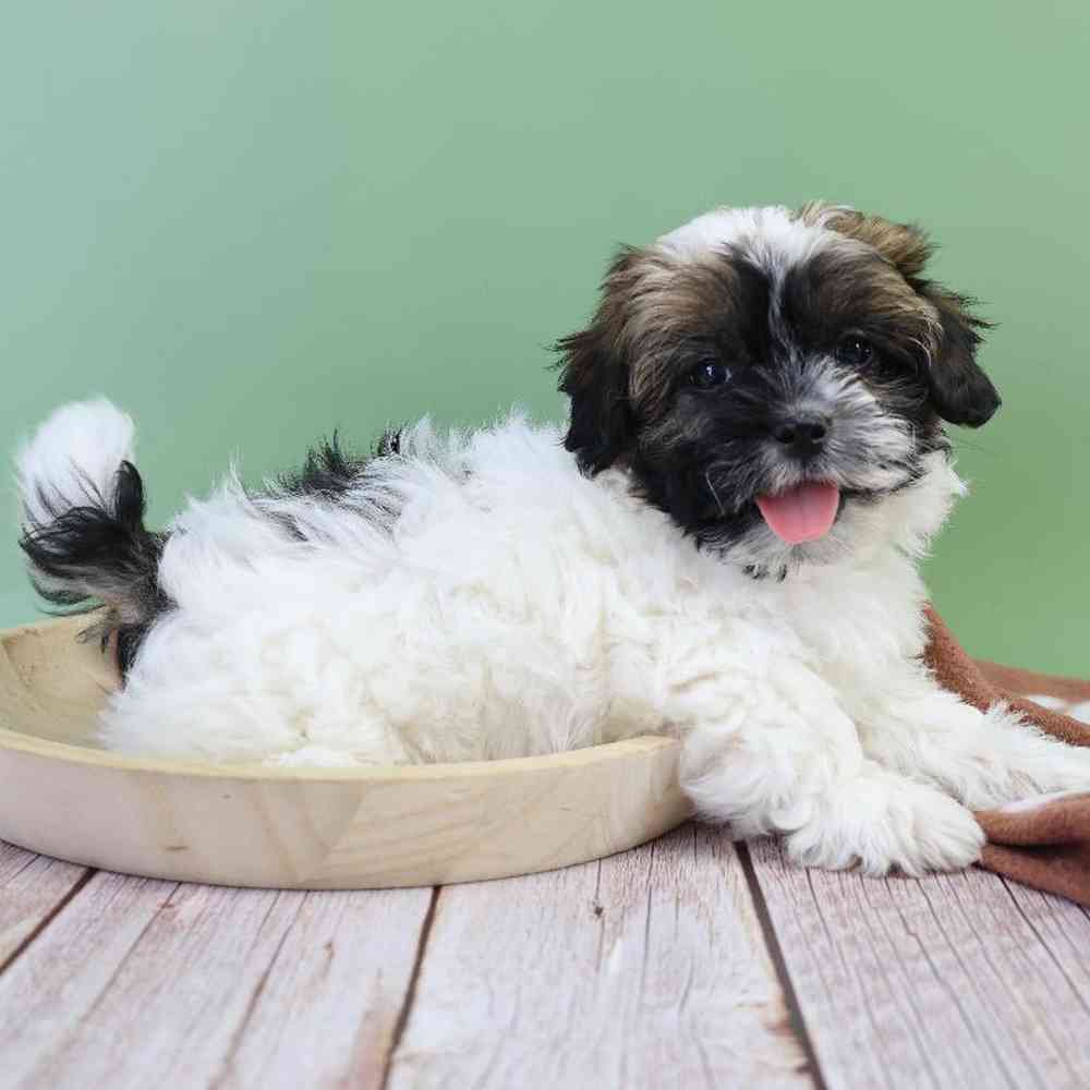 Male Shipoo Puppy for Sale in Millersburg, IN