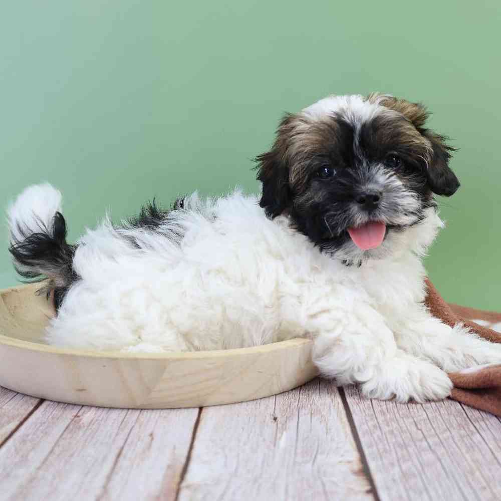 carousel pet images