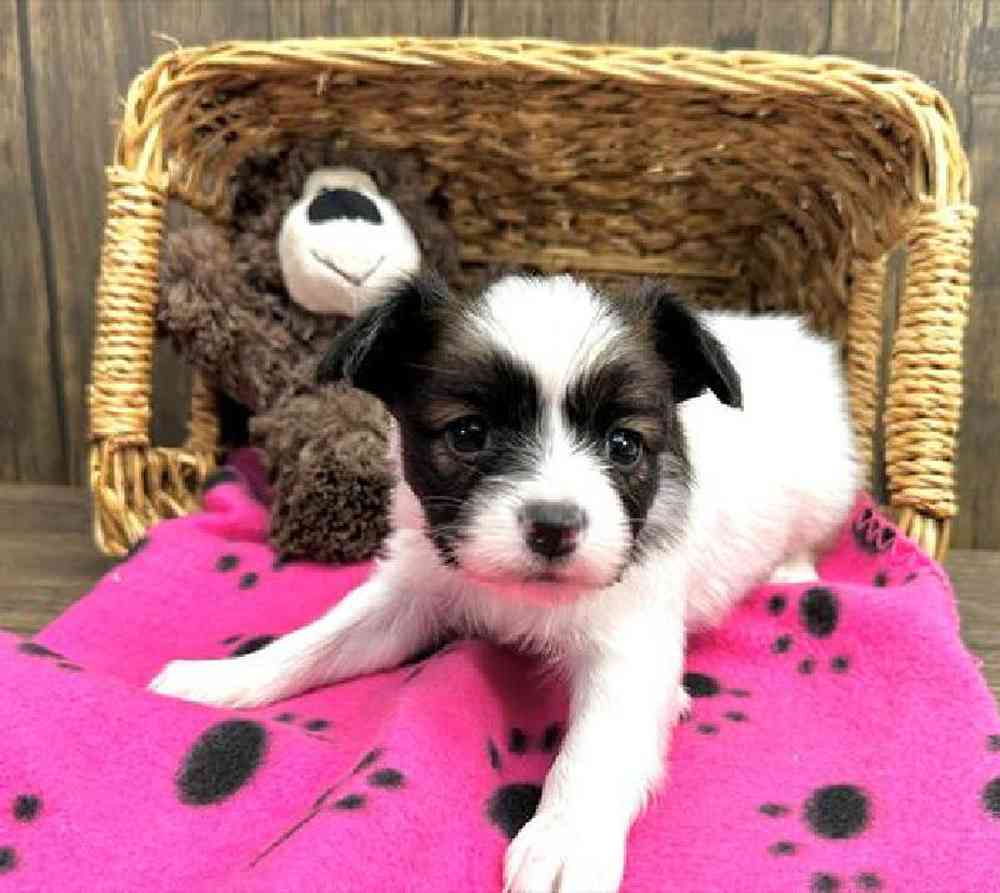 carousel pet images