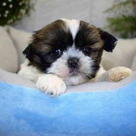 Shih Tzu