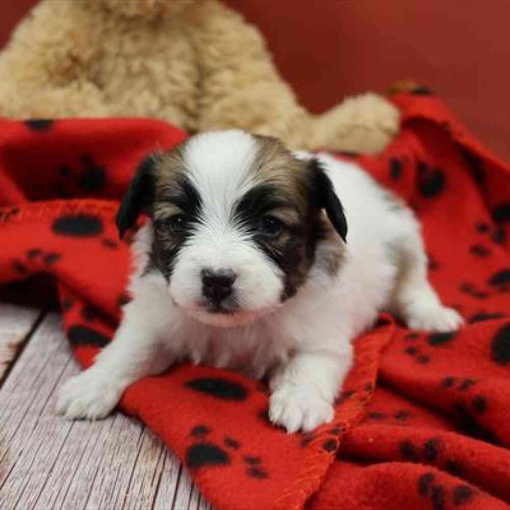 carousel pet images