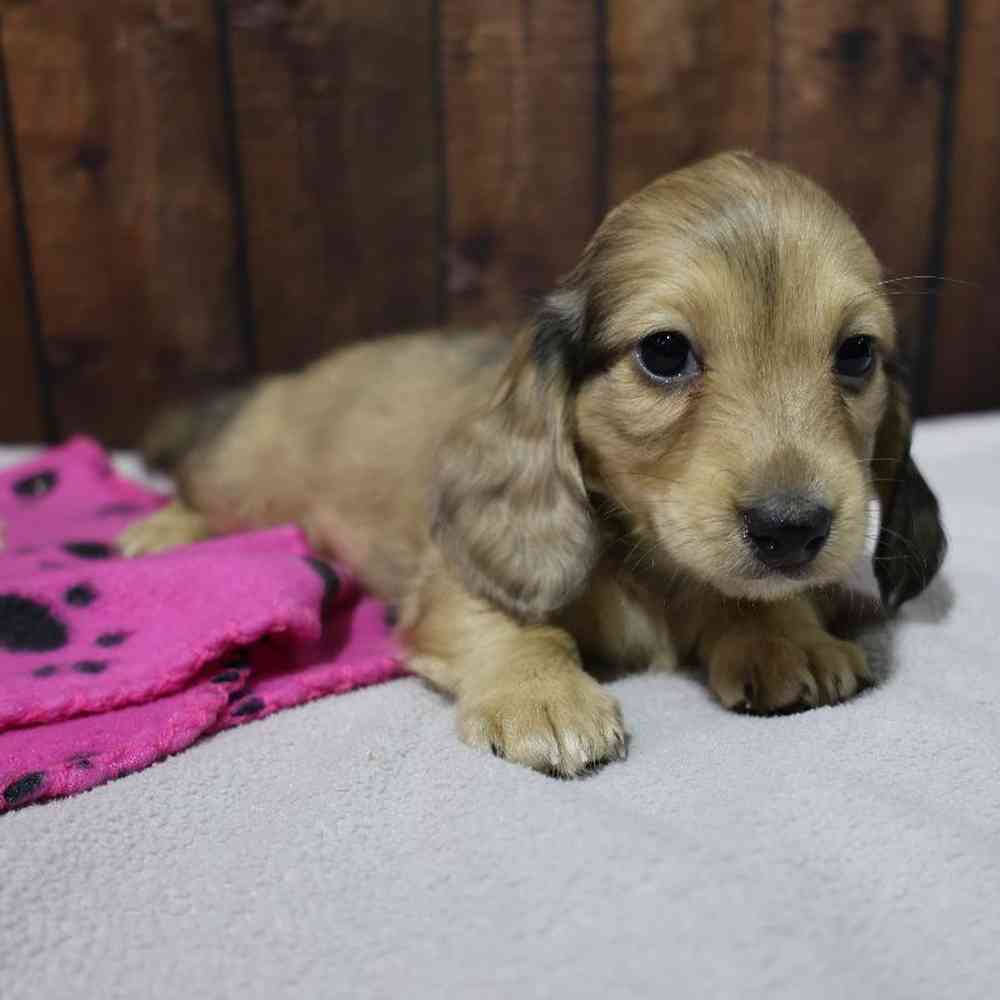 Female Dachshund Puppy for Sale in Millersburg, IN