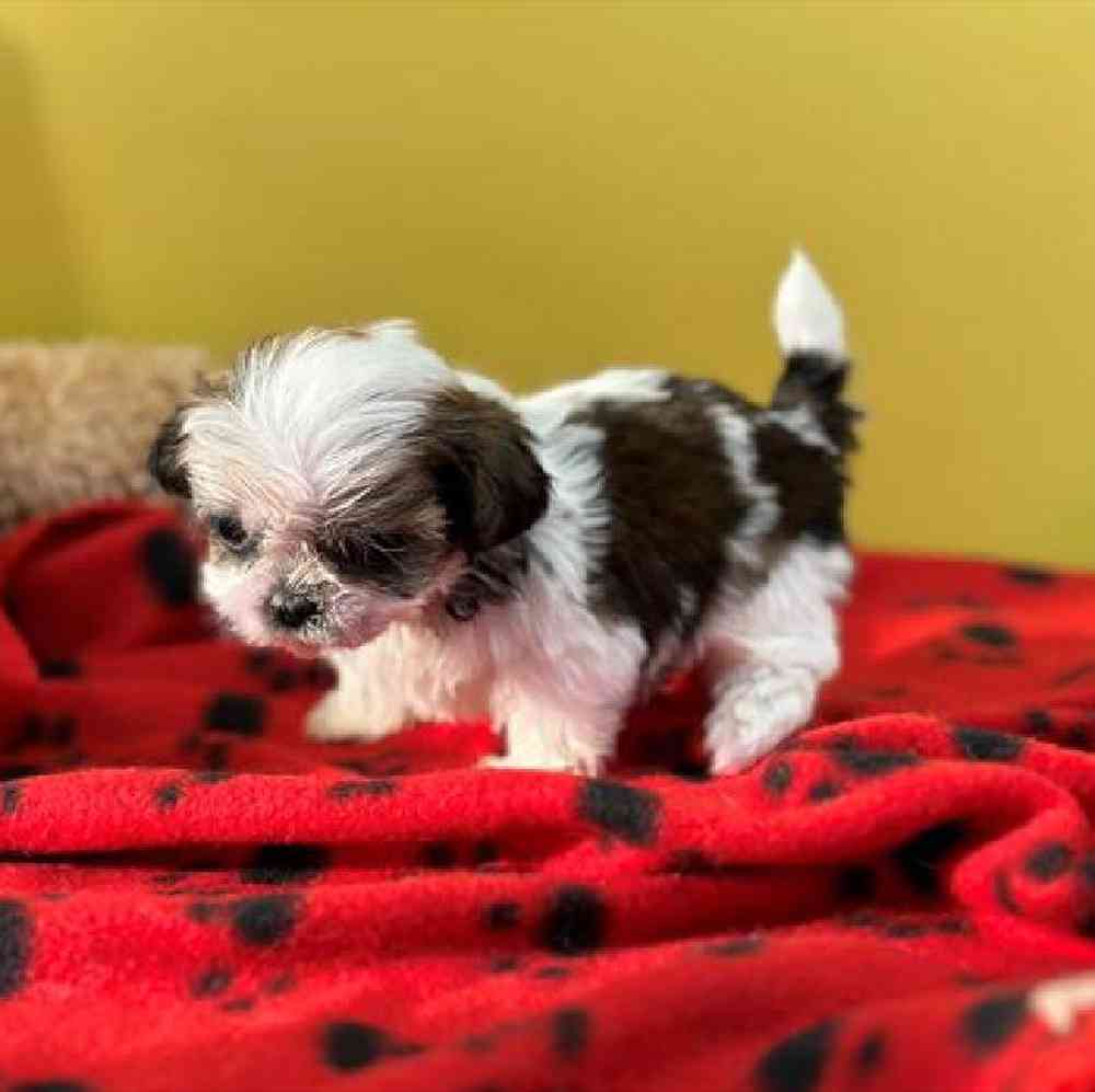 carousel pet images