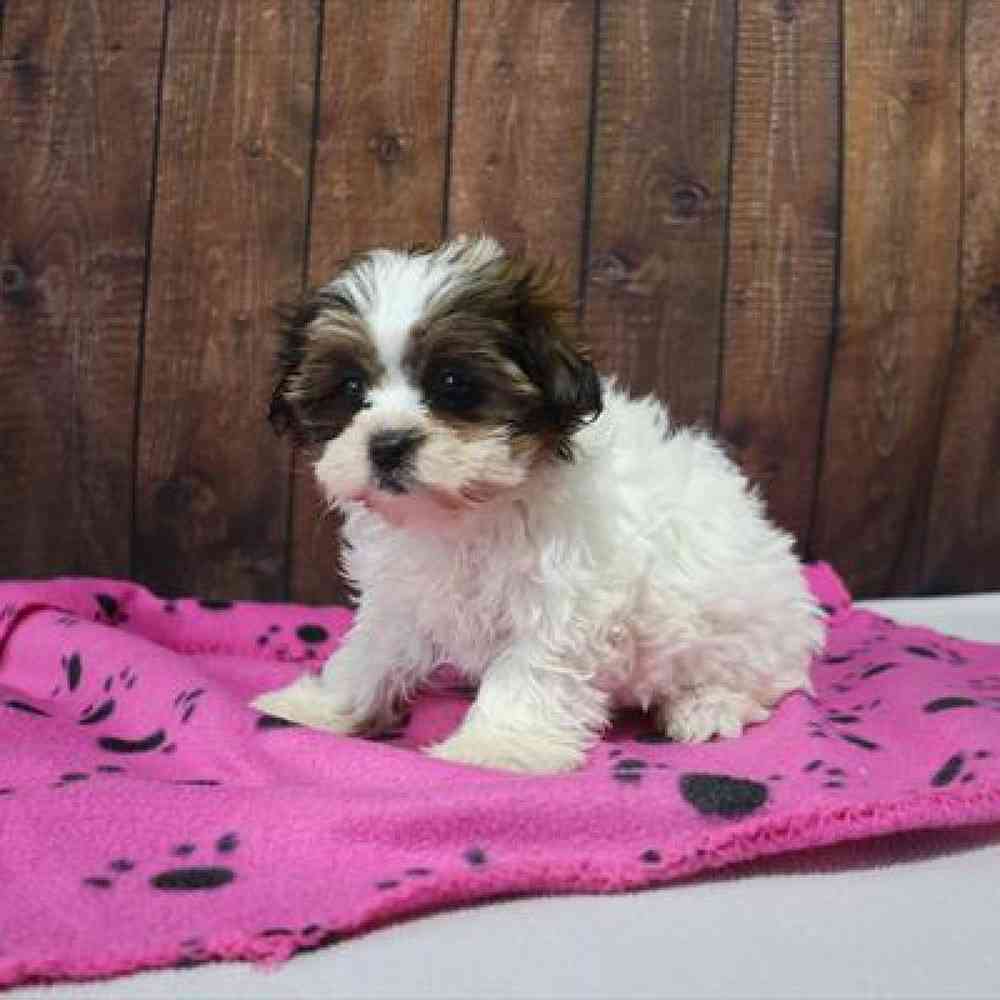 carousel pet images