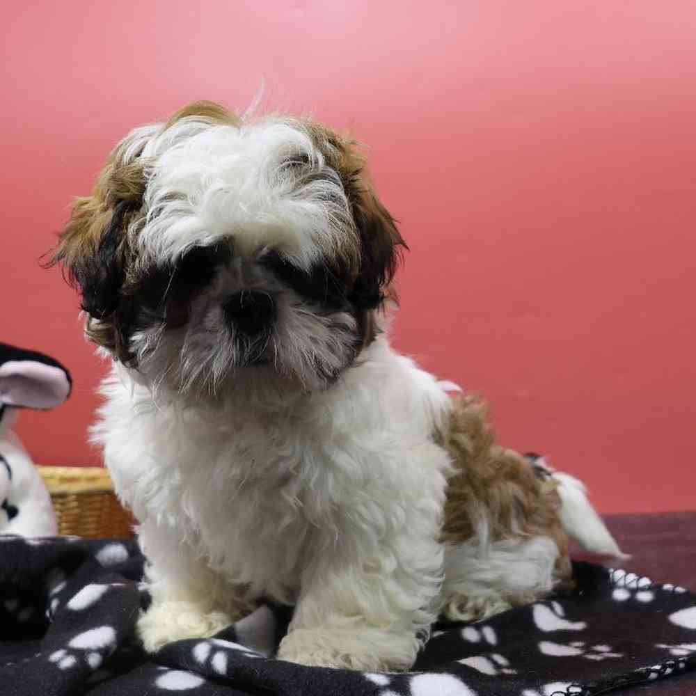 carousel pet images