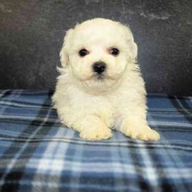 Bichon